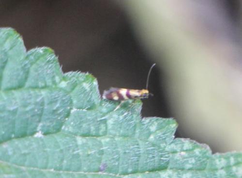 Réf. 305 119 : Micropterix aglaella
